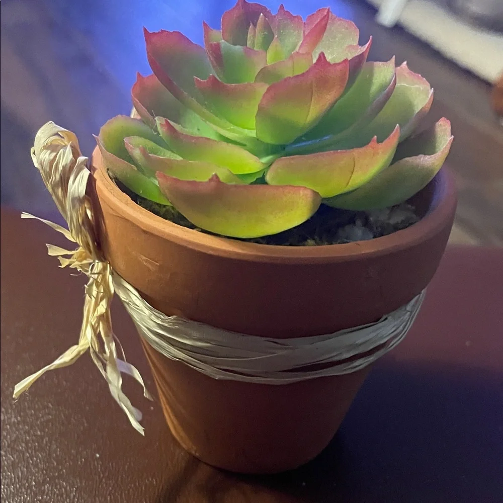 Green and Pink Succulent in Terracotta Pot